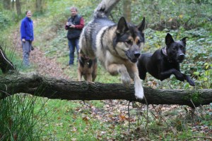 howell wood walk 133